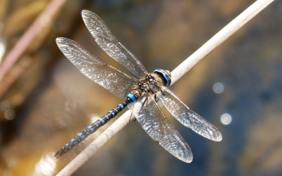 Wie geht Loslassen? – Das Modell der 7 Stufen des Lassens – entwickelt von Dr. Anne Pollok-Possekel.