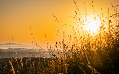 Dein Weg zur Goldenen Balance – Eine Einladung zurück zu dir.